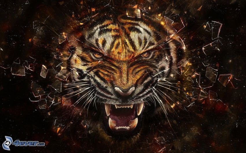 tiger, rozbité sklo