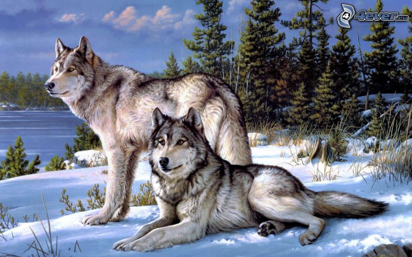 vlky, stromy, sneh