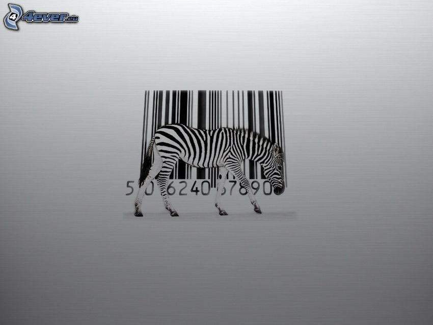 zebra, čiarový kód