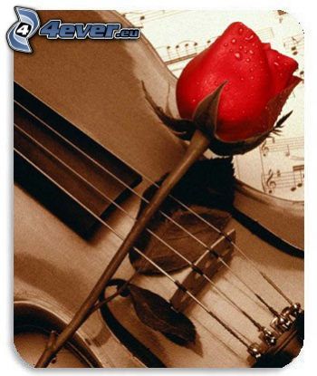 červená ruža, husle