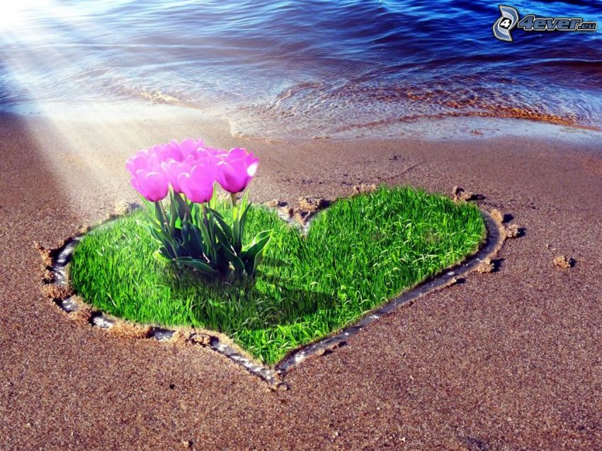 fialové tulipány, srdiečko, tráva, pláž, slnečné lúče