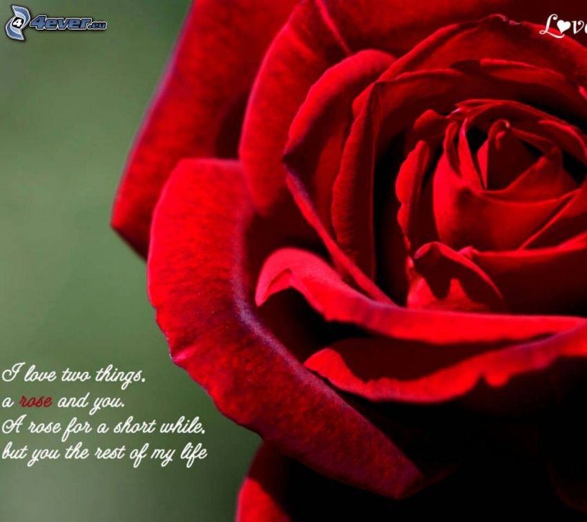 červená ruža, text o láske