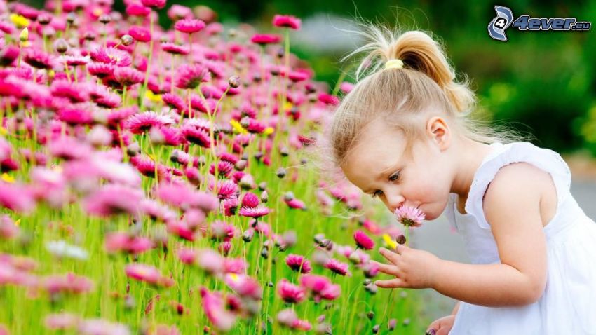 dievčatko, ružové kvety