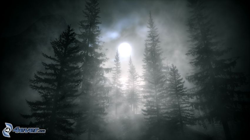Alan Wake, temný les, noc, mesiac