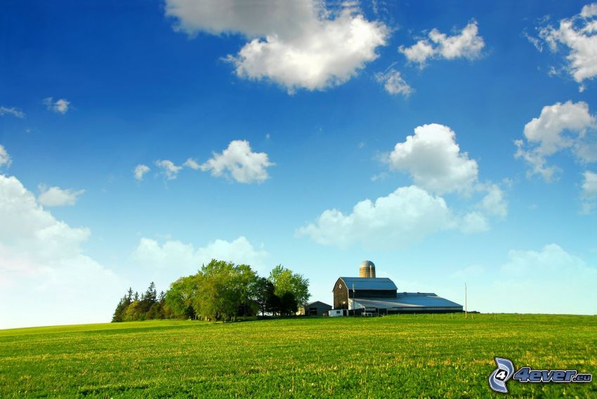 americká farma, pole, háj, oblaky