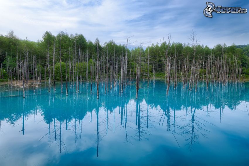 azúrové jazero, vyschnuté stromy