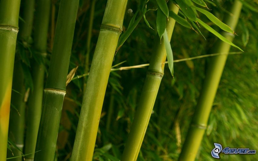 bambusový les