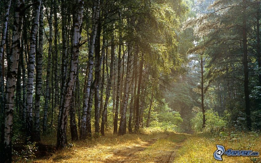 brezový les, lesná cesta