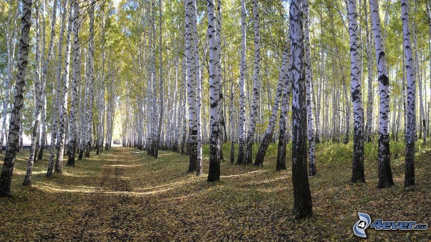 brezový les, lesná cesta