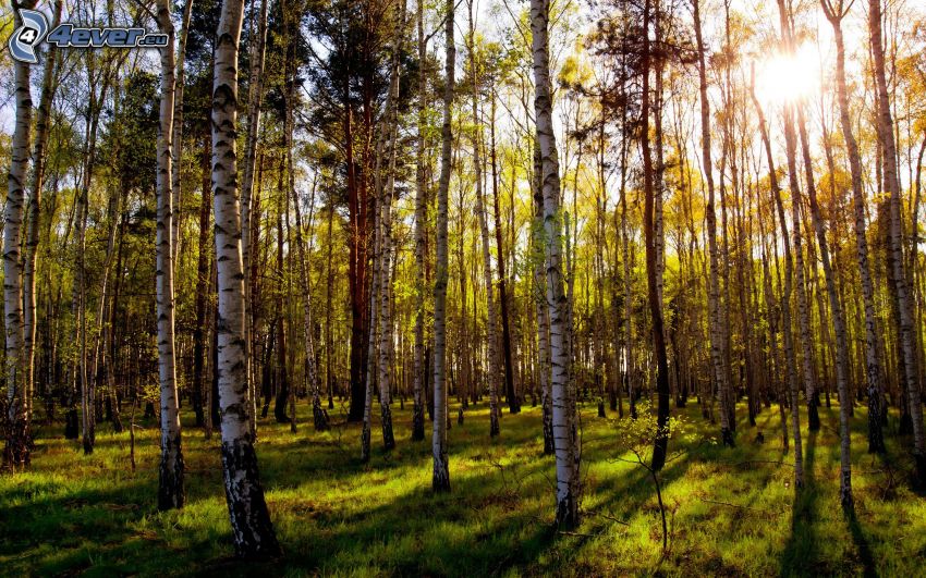 brezový les, slnko