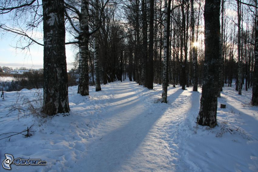 brezový les, sneh