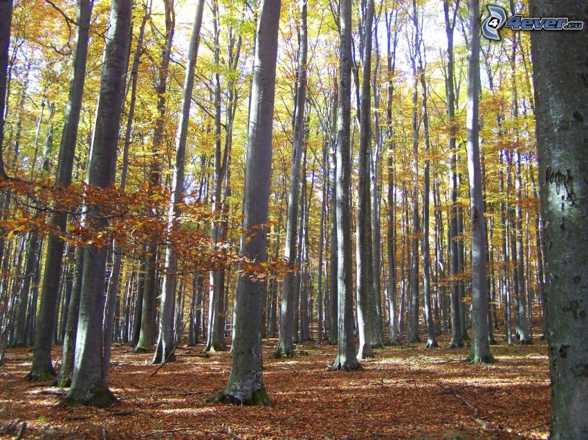 bukový les, jesenné listy