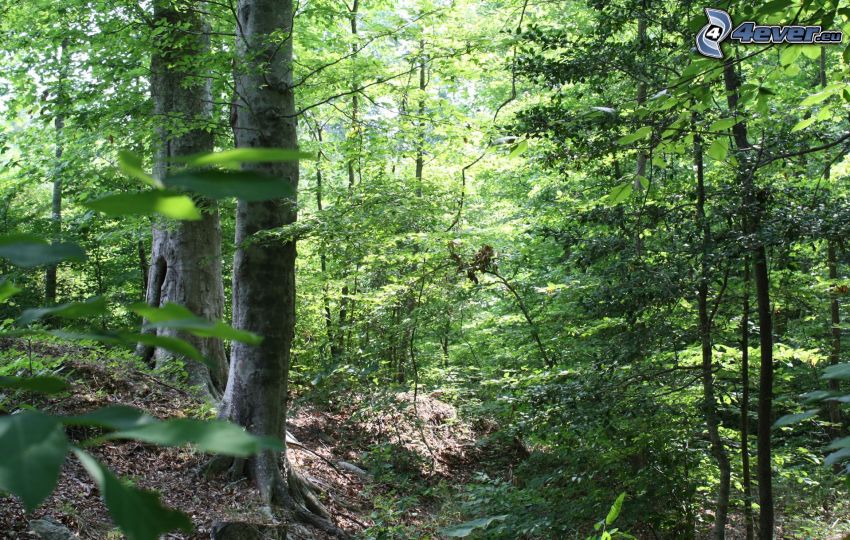 bukový les, zeleň