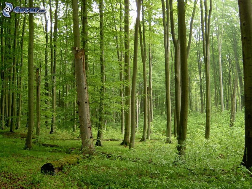 bukový les, zeleň