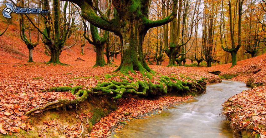 červený jesenný list, potok v lese