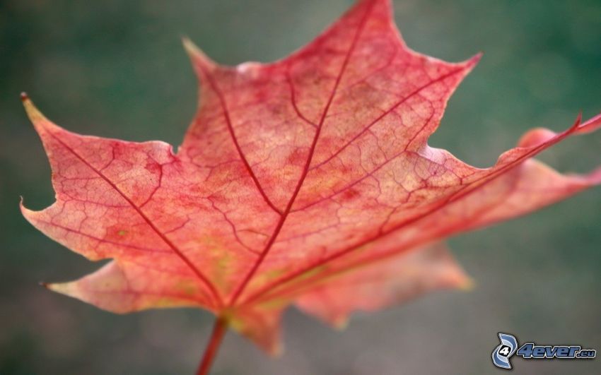 červený jesenný list