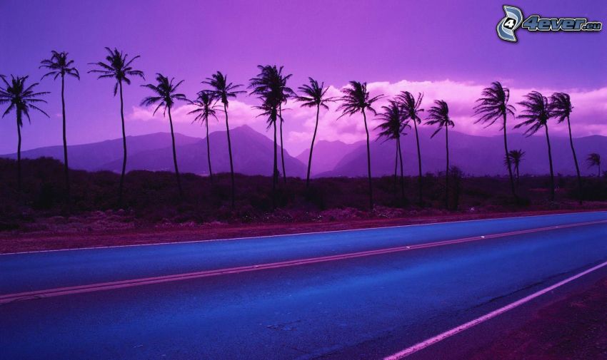 cesta, palmy, fialový západ slnka