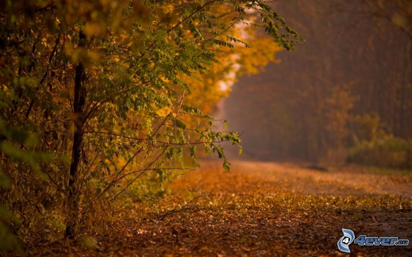 cesta lesom, jesenný les