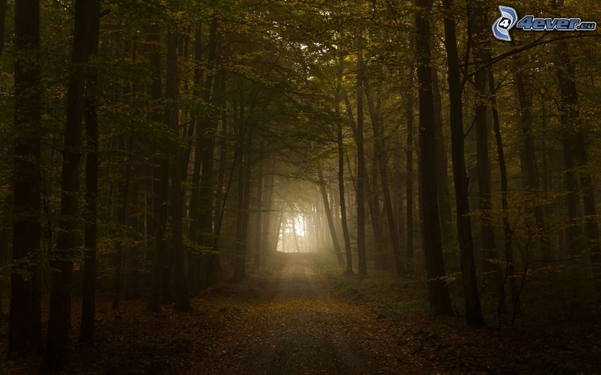 cesta lesom, tmavý les