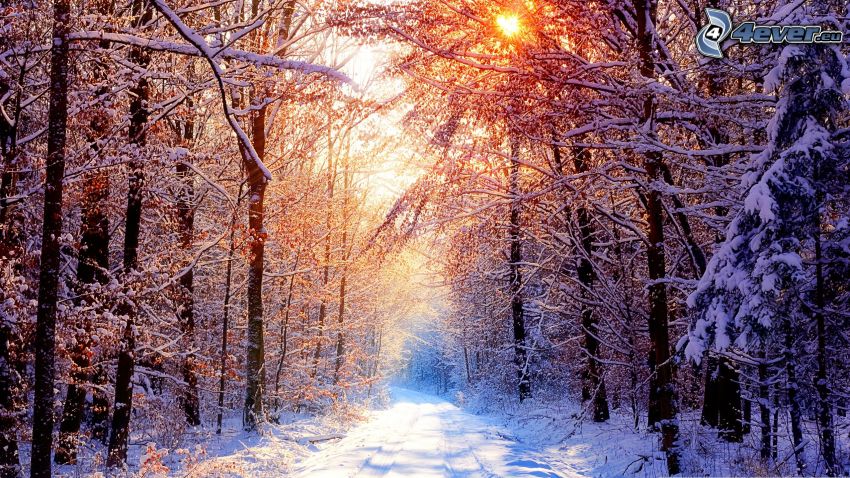 cesta lesom, zasnežená cesta, slnko, sneh, zima, zasnežené stromy