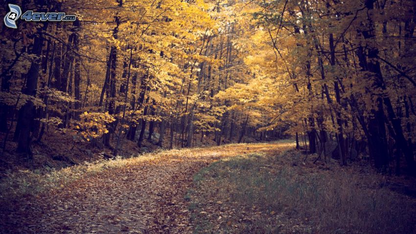 cesta lesom, žltý jesenný les