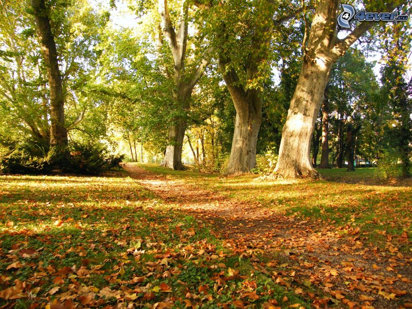 chodník, park, suché lístie, stromy, jeseň