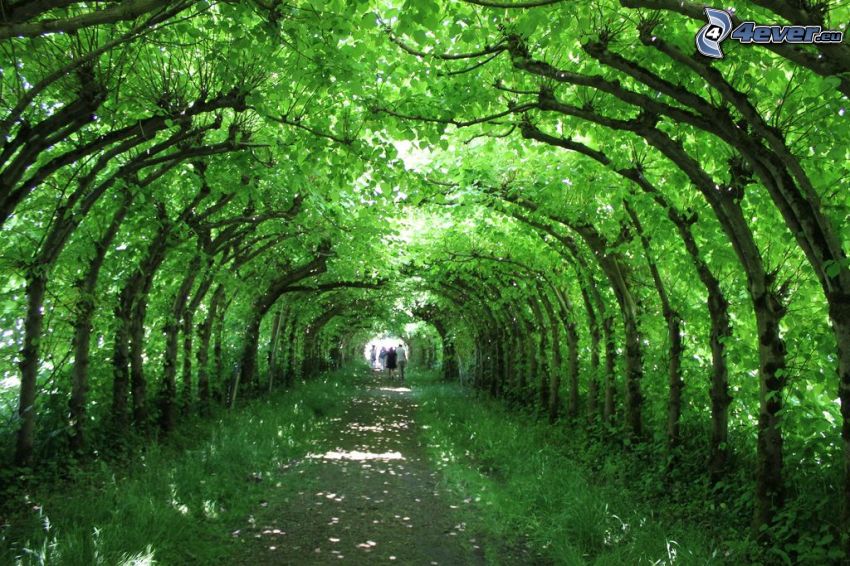 chodník, stromová alej, zelený tunel, páriky