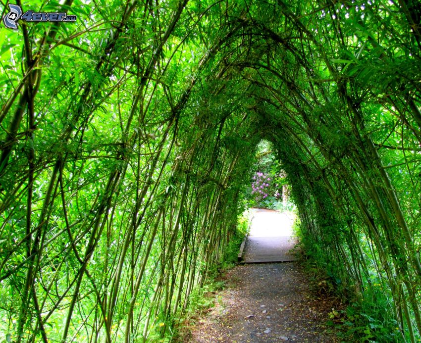 chodník, zelený tunel