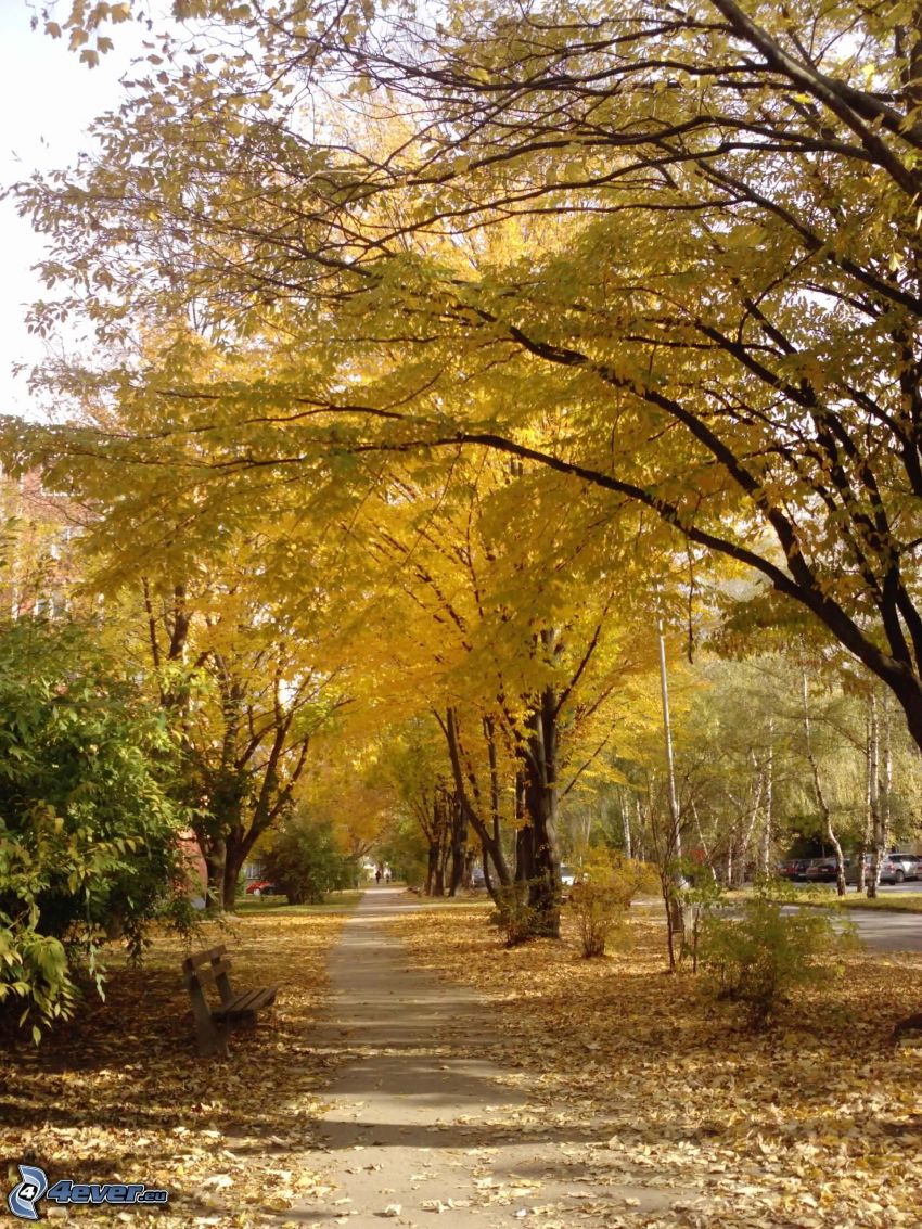 chodník, žlté stromy, suché lístie, lavička, mesto