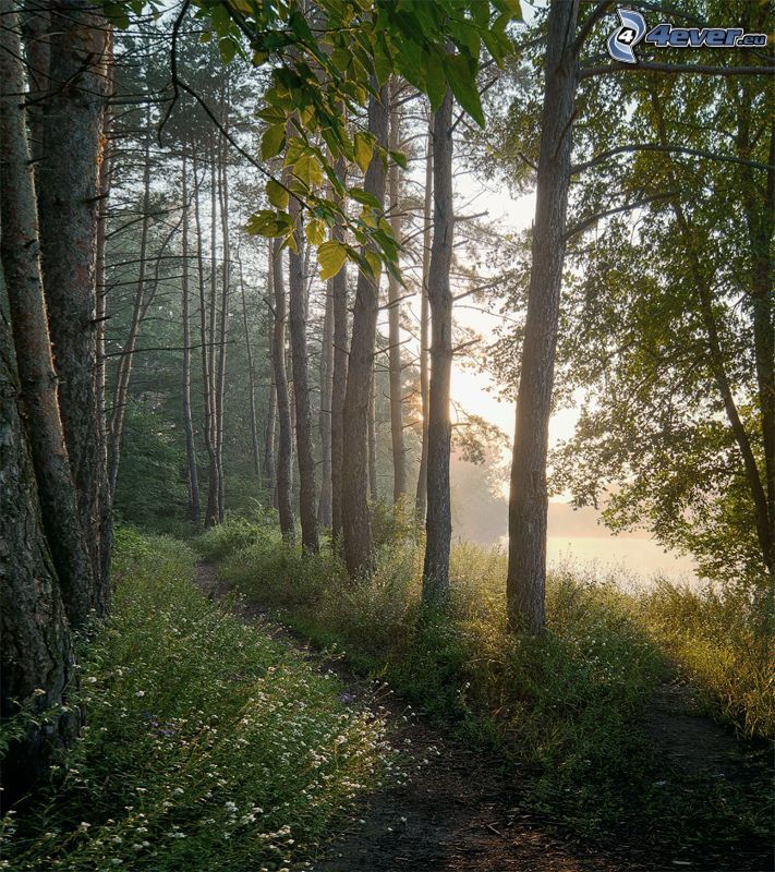 chodník cez les, stromy