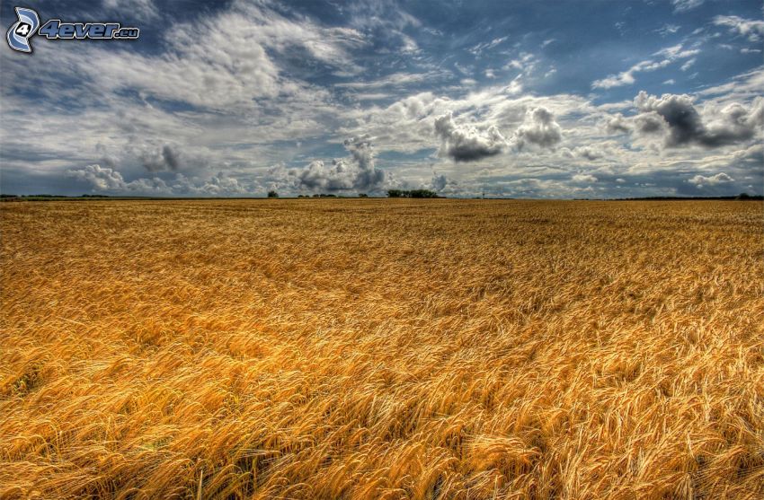 dozreté pšeničné pole, oblaky, HDR
