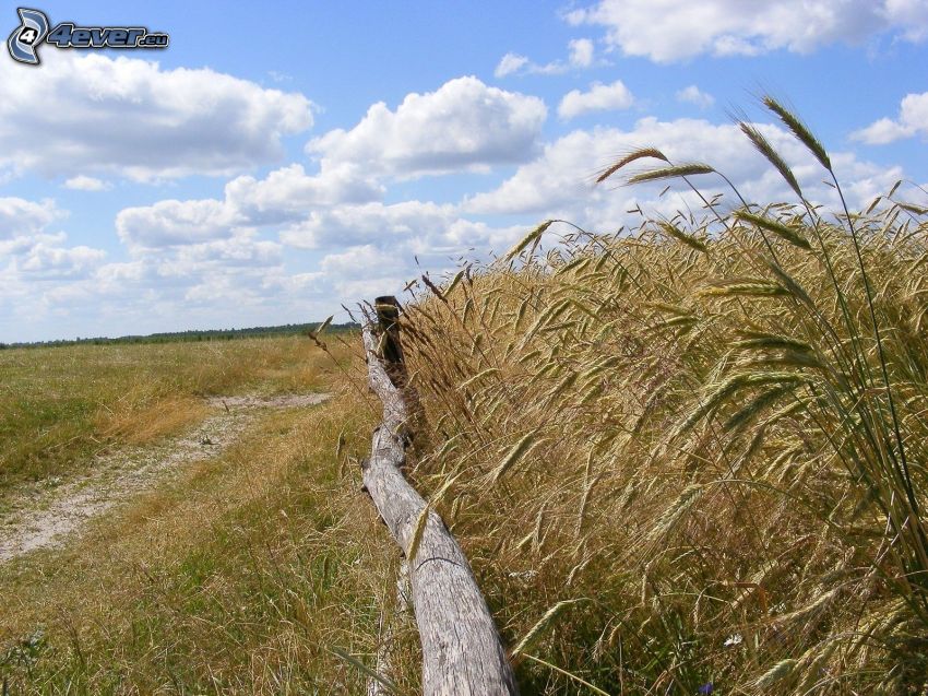 dozreté pšeničné pole, starý drevený plot, oblaky