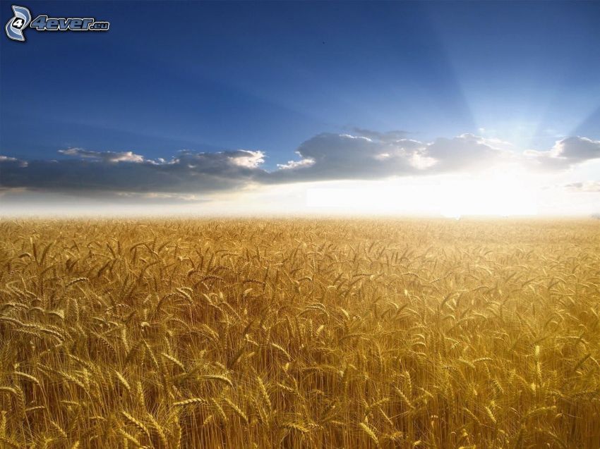 dozreté pšeničné pole, západ slnka za poľom, oblaky