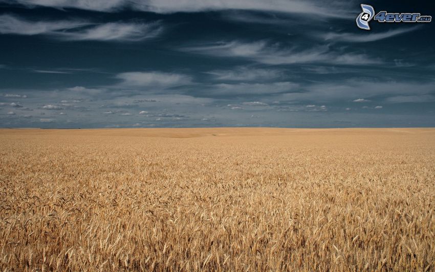 dozreté pšeničné pole