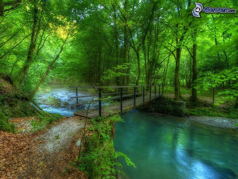 drevený most v lese, lesný potok, zelené stromy