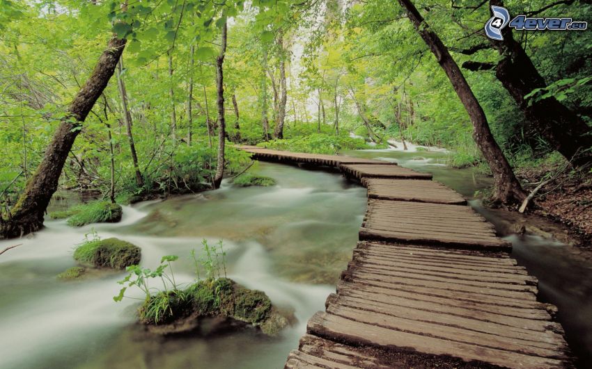 drevený most v lese, potok