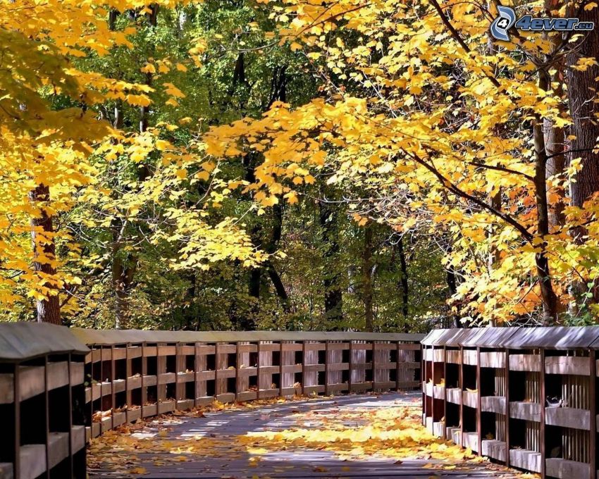 drevený most v lese, žlté stromy, opadané listy