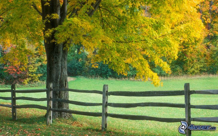 drevený plot, jesenný strom, trávnik