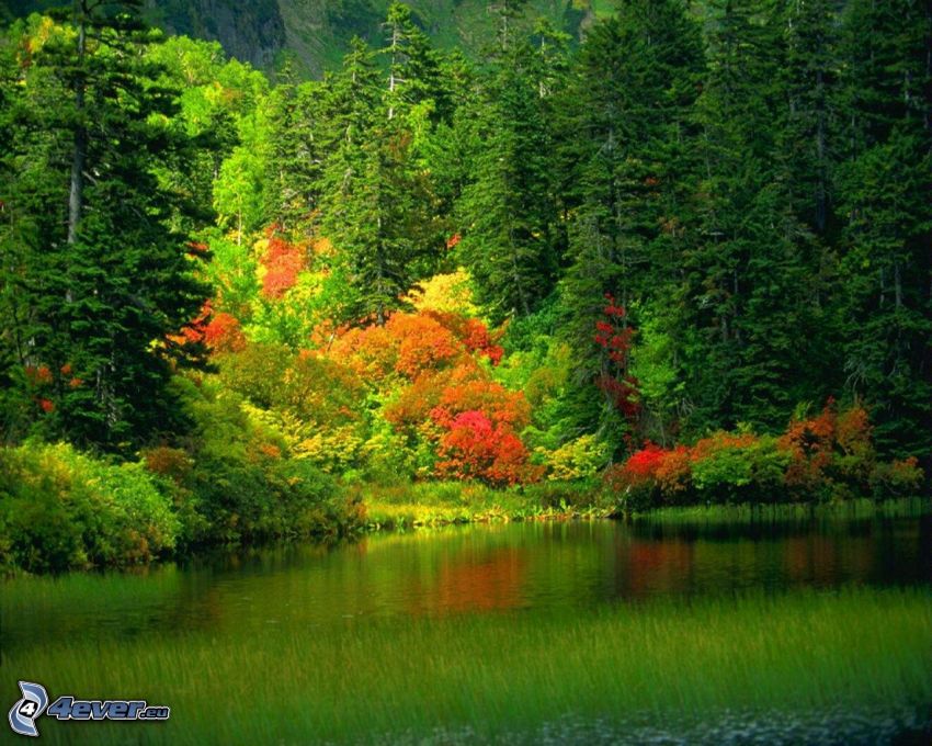 farebný jesenný les, jazero v lese