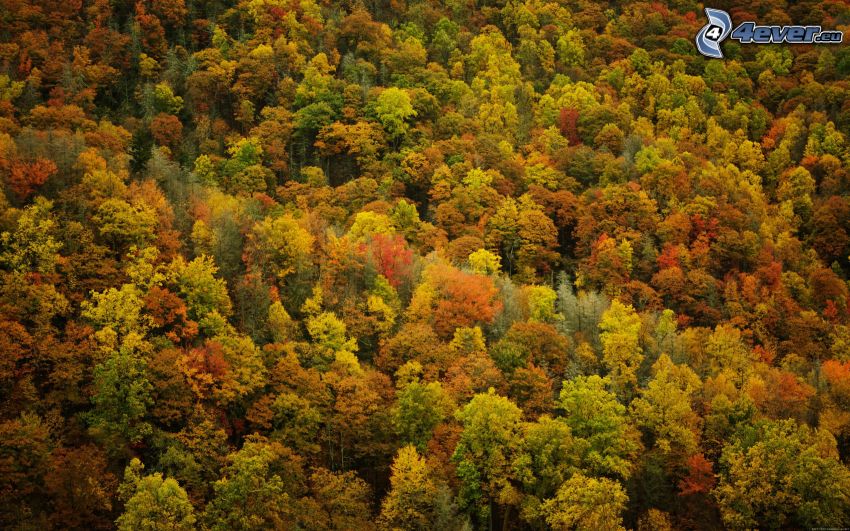 farebný jesenný les
