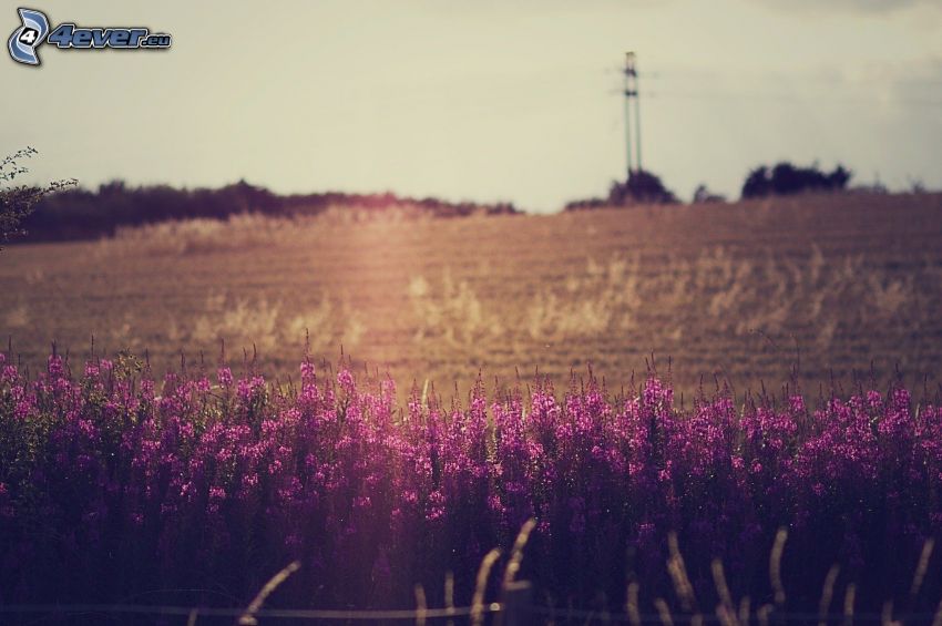 fialové kvety, pole