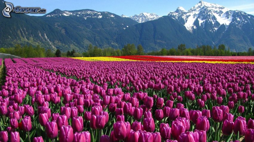 fialové tulipány, zasnežené hory