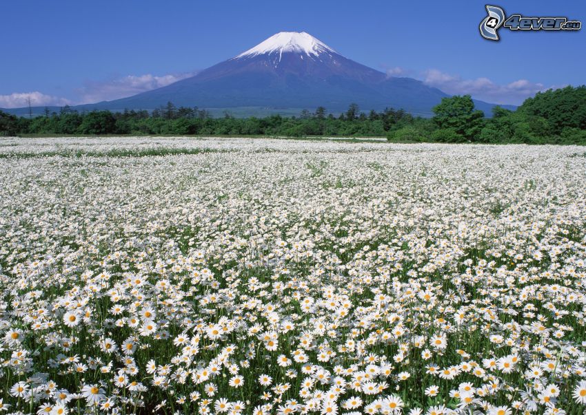 hora Fuji, lúka, sedmokrásky, sneh