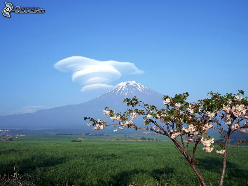 hora Fuji, oblaky, obloha, rozkvitnutý strom, zelená lúka
