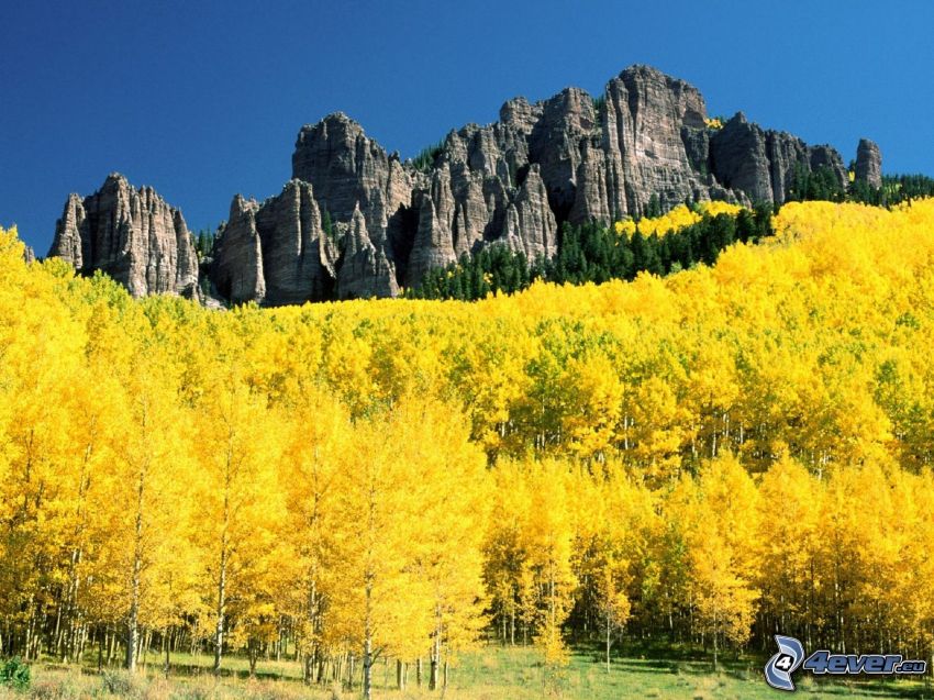 Aspen, Colorado, žltý jesenný les, skaly