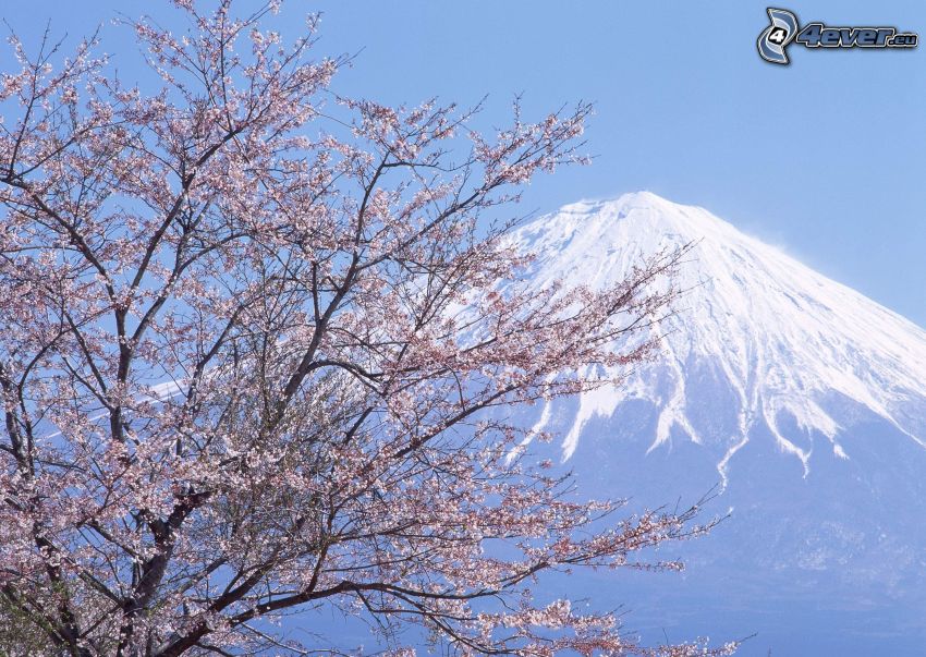hora Fuji, rozkvitnutý strom, jar, kopec, sneh