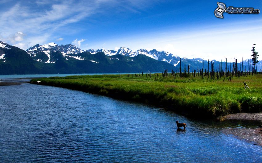 jazero, hnedý pes, zasnežené hory