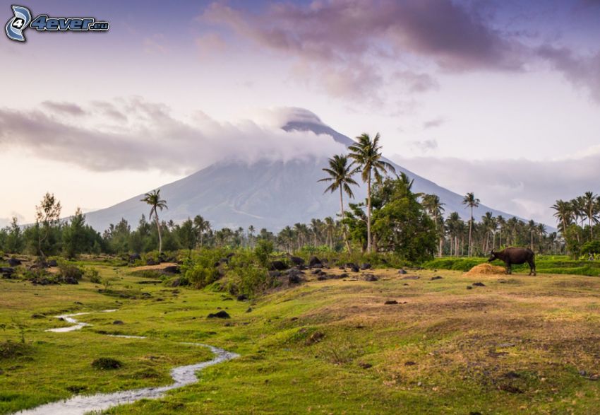 Mount Mayon, palmy, byvol, potôčik, Filipíny