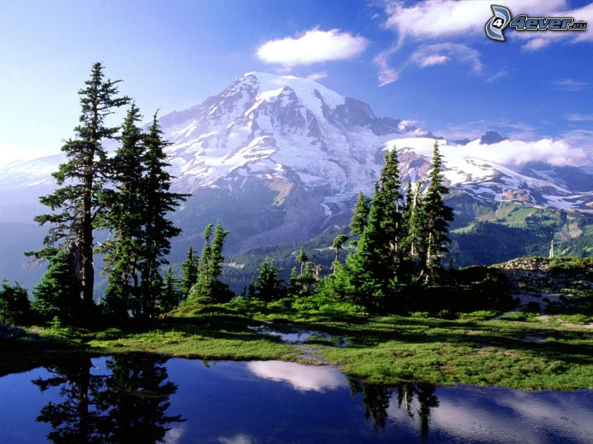 Mount Rainier, sopka, pleso, ihličnaté stromy, odraz