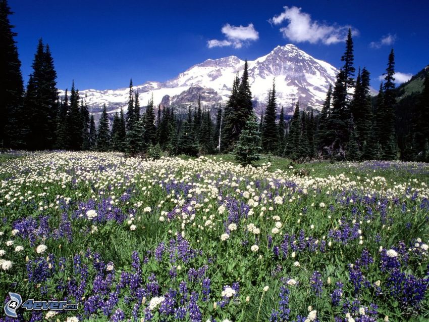 Mount Rainier, Washington, USA, zasnežená hora, divoké kvety, lúka, ihličnatý les
